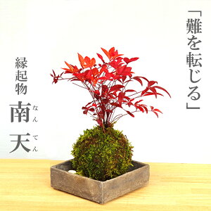 ۋ V ie  ĒpZbg t ΐF̐Vt H^Ԃȗt ie  ]  N Mtg 蕨 ϗtA J^ gt ߂ł ^Cグ bonsai 