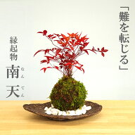 父の日 苔玉 南天 ナンテン 器つき くらま岩器セット 春から夏には緑色の新葉が秋からは真っ赤な葉 ナン…