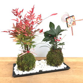 苔玉 十両（ヤブコウジ）の苔玉 南天の苔玉 水引き ピック 黒陶器皿セット 春から夏には緑色の新葉が秋からは真っ赤な葉 ナンテン 風水 難を転ずる 風水 縁起物 ギフト 贈り物 観葉植物 開運 紅葉 おめでたい 運気を上げる bonsai 風水 なんてん 苔 こけ こけだま