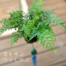 つりしのぶ風苔玉 西洋しのぶ 釣り苔玉 涼しい音色 風鈴付 夏の風物詩 育てやすい お中元 夏の贈り物 夏のギフト 伝統的 殿様献上品 国産 ハンギング シダ こけだま 苔 こけ コケ コケダマ こけ玉 吊り苔玉 観葉植物 ツリシノブ