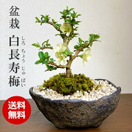 父の日 盆栽 長寿梅 白花 白長寿梅（しろちょうじゅばい） 白長寿梅の盆栽 くらま鉢 長寿梅 花咲く 縁起…