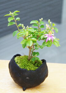 盆栽 スイレンボク 睡蓮木の盆栽 炭化焼締 益子焼 真山茜 bonsai 誕生日 還暦祝い 父の日