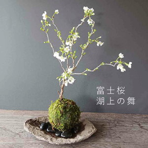 JԏI ۋ  xm Ώ̕ ۋ ܊Zbg d̍ 킢 ԍ炭 RP Mtg߂Ă̖~ a Vw Vzj    RP_}   }