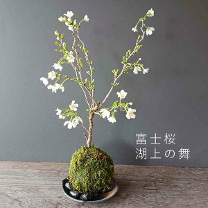 開花終了 苔玉 桜 富士桜 湖上の舞 マメザクラ 黒備前器小サイズ 敷石セット 一重の桜 かわいい 花咲くこけだま コケ玉 ギフト初めての盆栽 誕生日 新入学 新築祝い 時間 苔 こけ コケ コケ