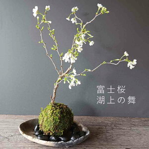 JԏI ۋ Ώ̕ xm Zbg YĒ }UN ~΂   RP_}   ꂴ V_UN ӂ tWTN   TN