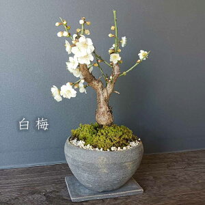 ~ ~ ~ ~~͉ԍ炭{TC bonsai 荂 j a Vw Vzj ڂ񂳂   RP  E ͂΂ nNoC