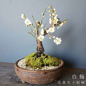 ~ ( ͂΂ ) ~ MyĒ ~j~ BONSAI {TC bonsai 荂 j a Vw Vzj ڂ񂳂   RP  E ͂΂ nNoC