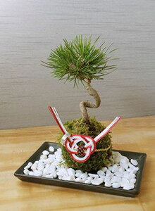 ̋Va͋̕C ۋʂ̃Os[uv  ܂ }c ܂   RP_}    _O a w w֌