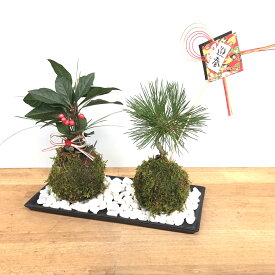 黒松の苔玉 十両（ヤブコウジ） 苔玉 水引き ピック陶器長方受皿セット 風水 縁起物 ギフト 贈り物 観葉植物 開運 紅葉 おめでたい 運気を上げる bonsai ミニ盆栽 風水 なんてん 苔 こけ こけだま 縁起物 風水