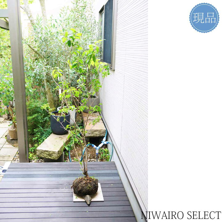楽天市場】【ナツハゼ】 夏櫨 株立ち 自然風樹形 樹高H≒140 × 枝張W 