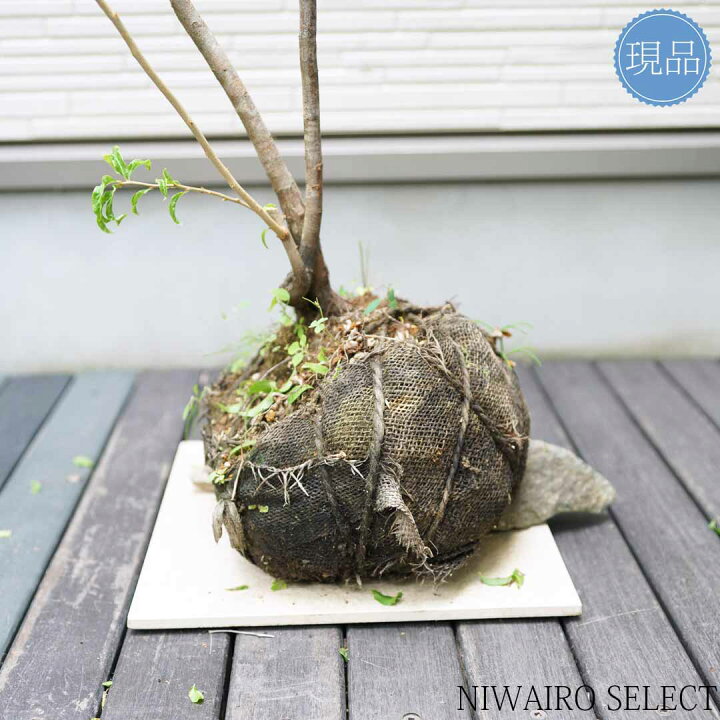 楽天市場】【ナツハゼ】 夏櫨 株立ち 自然風樹形 樹高H≒140 × 枝張W 