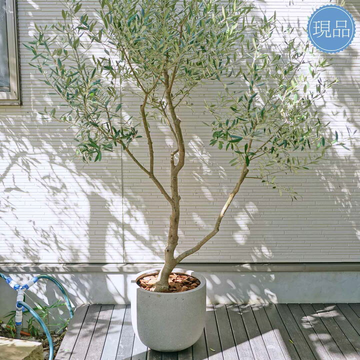 楽天市場】【現品】鉢植え【オリーブの木】ネバディロブランコ 自然風 