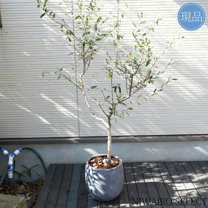 楽天市場】【現品】鉢植え【オリーブの木】コロネイキ 自然風樹形 全高 