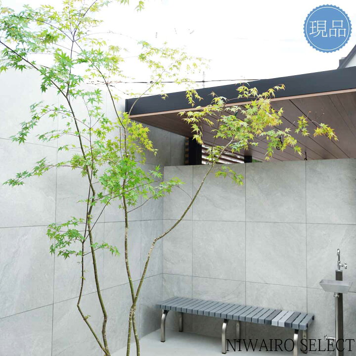 楽天市場】【現品】山採り【イロハモミジ】紅葉 株立ち 自然風樹形 
