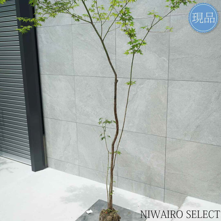 楽天市場】【現品】山採り【イロハモミジ】紅葉 株立ち 自然風樹形 