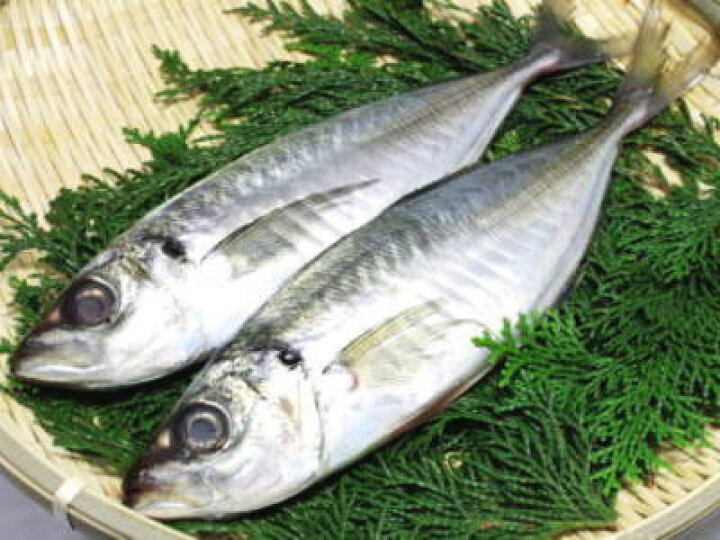 楽天市場 鮮魚 天然鯵 アジ 1本釣 1kg前後 3 5匹前後 築地通販 おいしいなショップ
