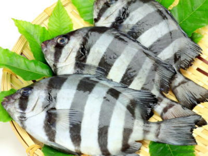 楽天市場 鮮魚 石鯛 イシダイ 1匹 1kg前後 築地通販 おいしいなショップ 楽天市場 鮮魚 石鯛 イシダイ 1匹 1kg前後 築地通販 おいしいなショップ
