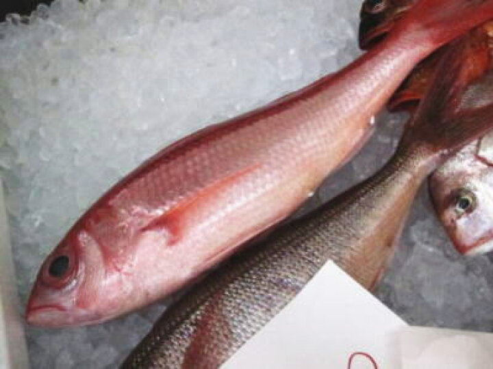 楽天市場 鮮魚 尾長鯛 オナガダイ 1匹 1kg前後 築地通販 おいしいなショップ