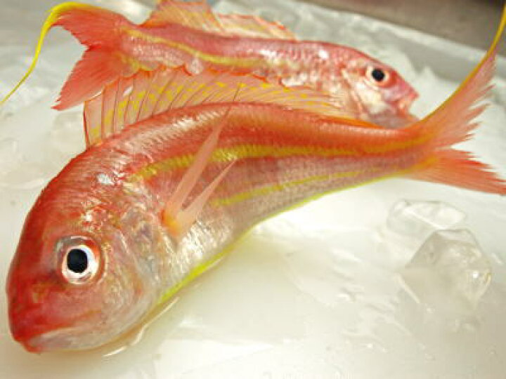 楽天市場 鮮魚 糸撚魚鯛 イトヨリダイ 1尾 0 3kg 1kg前後 築地通販 おいしいなショップ