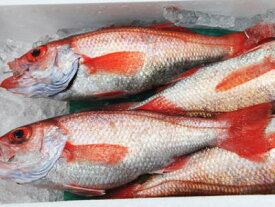 楽天市場 のどぐろ 鮮魚の通販