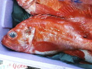 楽天市場 鮮魚 赤魚鯛 アコウダイ 別称 メヌケ メヌキ1匹 2kg 2 5kg前後 築地通販 おいしいなショップ