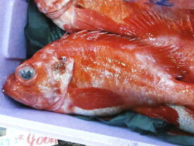 【鮮魚】赤魚鯛〈アコウダイ〉別称：メヌケ、メヌキ1匹、2Kg〜2.5Kg前後