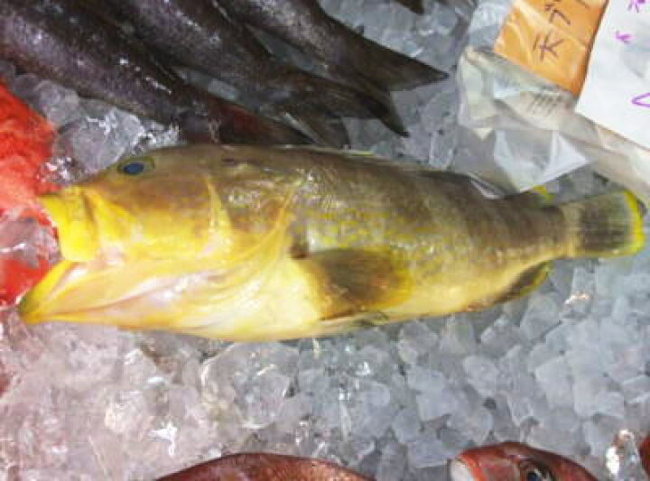 楽天市場 鮮魚 ハタ1匹 1kg前後 築地通販 おいしいなショップ 楽天市場 鮮魚 ハタ1匹 1kg前後 築地通販 おいしいなショップ