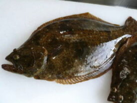 【鮮魚】養殖平目〈ヒラメ〉1匹、1Kg前後