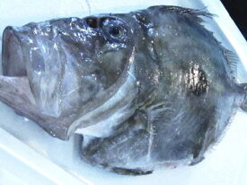 【鮮魚】的鯛〈マトウダイ〉1匹、800〜1Kg前後