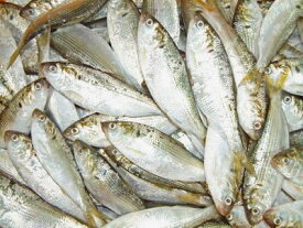 【鮮魚】小肌〈コハダ〉1Kg前後、16〜33匹前後