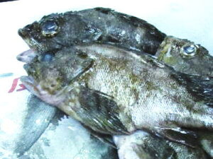 yNzނqNcr1CA0.5Kg`1KgO
