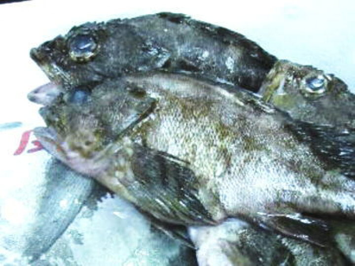 楽天市場 鮮魚 黒むつ クロムツ 1匹 0 5kg 1kg前後 築地通販 おいしいなショップ