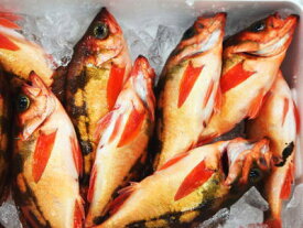 【鮮魚】メバル1匹、200g〜300g前後