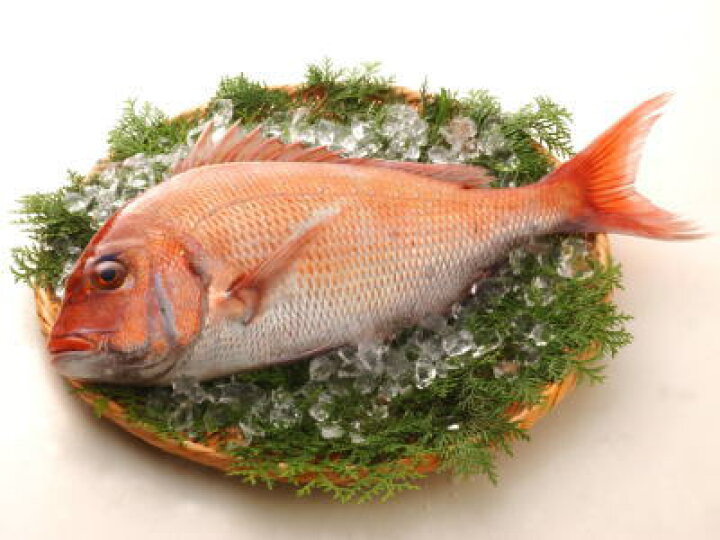 楽天市場 鮮魚 真鯛 マダイ 1匹 2kg前後 築地通販 おいしいなショップ 楽天市場 鮮魚 真鯛 マダイ 1匹 2kg前後 築地通販 おいしいなショップ