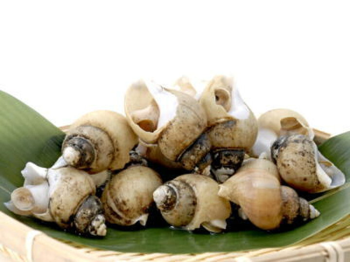 市場 入荷次第発送 磯つぶ貝 イソツブガイ 1kg前後 鮮魚