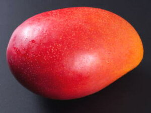 ���Y�}���S�[�y���ϔ��z1kg�O��2�`3�� �Ƃ낯��Â� �����t���[�c