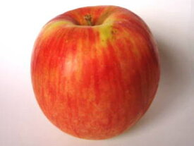 林檎〈リンゴ〉品種：ツガル、フジ他1個、300g〜370g前後
