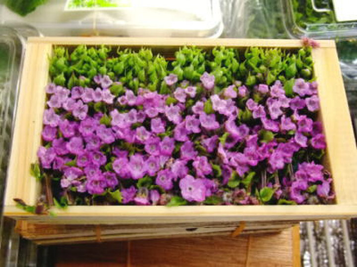 楽天市場 花穂じそ ハナホジソ はなほ1パック 50g前後 築地通販 おいしいなショップ