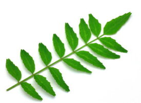 木の芽〈キノメ〉別称：山椒の葉〈サンショウノハ〉1パック、10g前後、30〜60枚前後