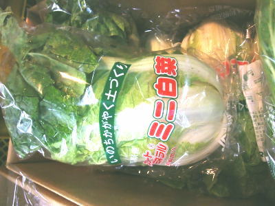 7000円以上送料無料 ミニ白菜〈ミニハクサイ〉1個 流行のアイテム 0.3Kg～1Kg前後 大放出セール