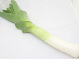 楽天市場 西洋 ネギ リーキの通販