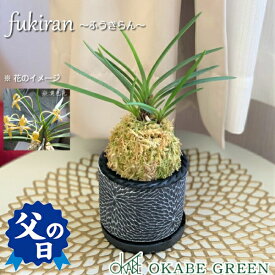 楽天市場 母の日 プレゼント 観葉植物 花 観葉植物 花 ガーデン Diyの通販