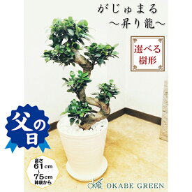 楽天市場 観葉植物 種類 植物 ガジュマル ベンガルボダイジュ 高さ 植物 71 130cm 花 観葉植物 花 ガーデン Diy の通販 楽天市場 観葉植物 種類 植物 ガジュマル ベンガルボダイジュ 高さ 植物 71 130cm 花 観葉植物 花 ガーデン Diy の通販