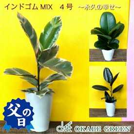 楽天市場 母の日 プレゼント 観葉植物 花 観葉植物 花 ガーデン Diyの通販