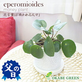 楽天市場 観葉植物 種類 植物 ペペロミア 観葉植物 花 観葉植物 花 ガーデン Diyの通販
