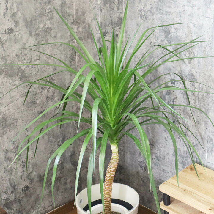 楽天市場】観葉植物 大型 ドラセナ カンボジアーナ 8号 アンティーク鉢