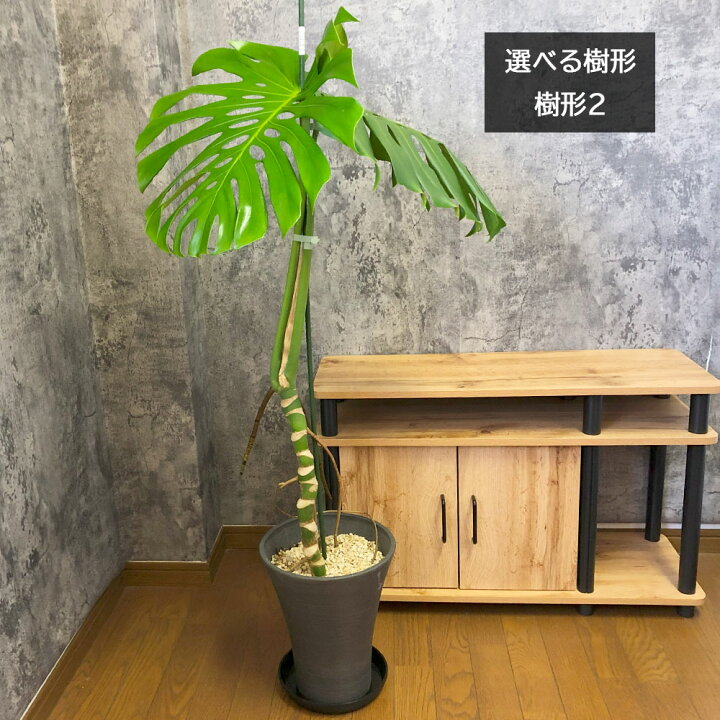 楽天市場】【お得クーポン配布中】 観葉植物 大型 モンステラ  