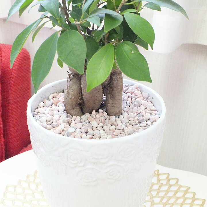 楽天市場 ガジュマル ５号 素敵な白陶器鉢 ピンク化粧石付き 受皿付き 鉢植え 観葉植物 母の日 ギフト おしゃれ 花言葉 多幸の木 がじゅまる 開店祝い 新築祝い お祝い 御中元 父の日 ギフト プレゼント 自社配合土で植替え ロスフラワー企画 岡部グリーン有限会社