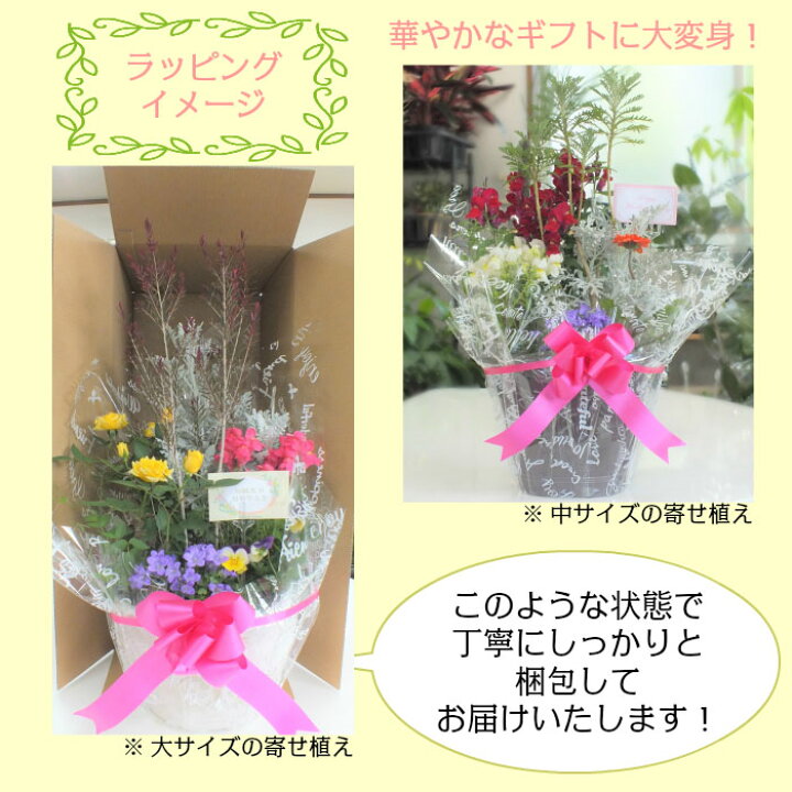 楽天市場 花 飾り 寄せ植え 玄関 １０号 セラアート鉢 花の寄せ植え 鉢の色が選べる カーネーション バラ 誕生日 プレゼント 送料無料 岡部グリーン有限会社