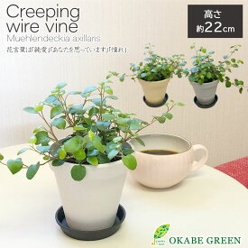 【店内全品P5倍決算セール3/31まで】 観葉植物 ワイヤープランツ 大葉 4号 エコポット鉢 黒皿付 おしゃれ 小さい 開店祝い 鉢植え お祝い 誕生日 母の日 ギフト プレゼント 開店祝 引越祝 新築祝 インテリア 送料無料